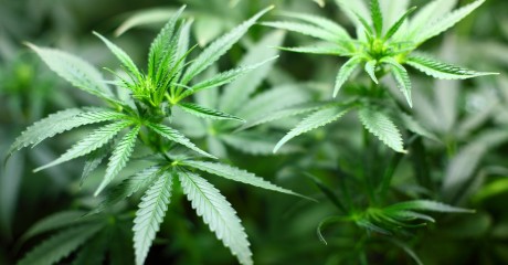 Legalizacja Marihuany w Kanadzie